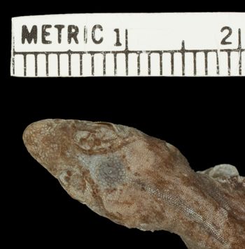 Media type: image;   Herpetology R-178766